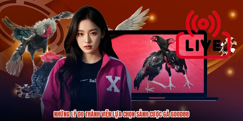 Những lý do thành viên lựa chọn sảnh cược gà GOOD88 Những lý do thành viên lựa chọn sảnh cược gà GOOD88